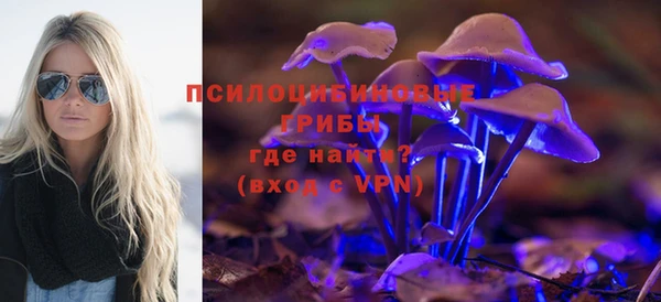 индика Бородино
